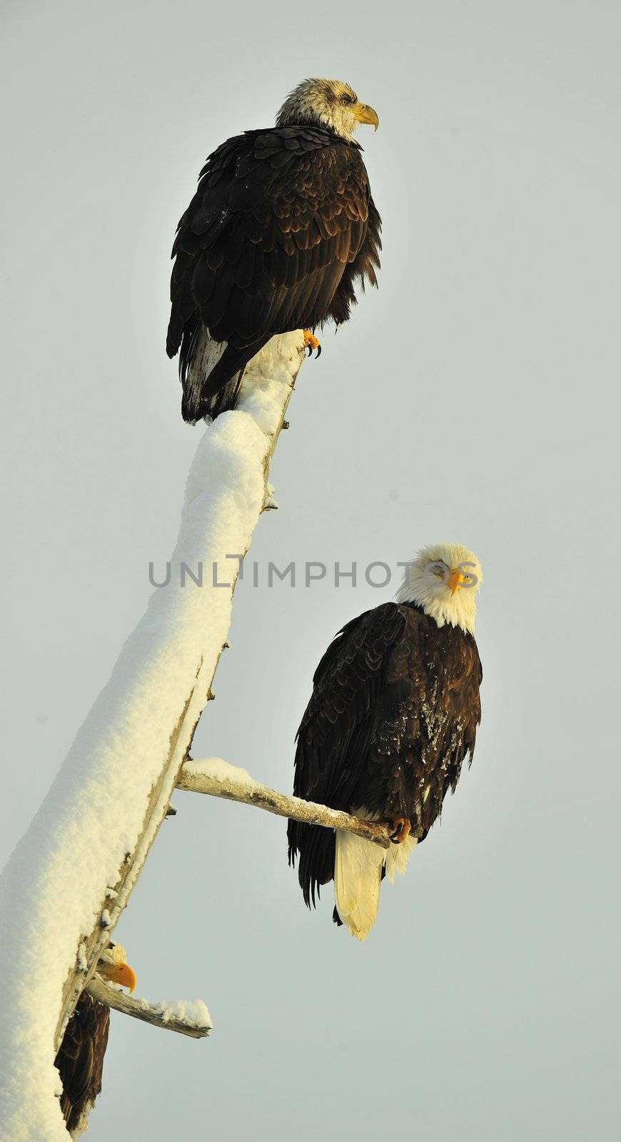 Bald Eagle pair by SURZ