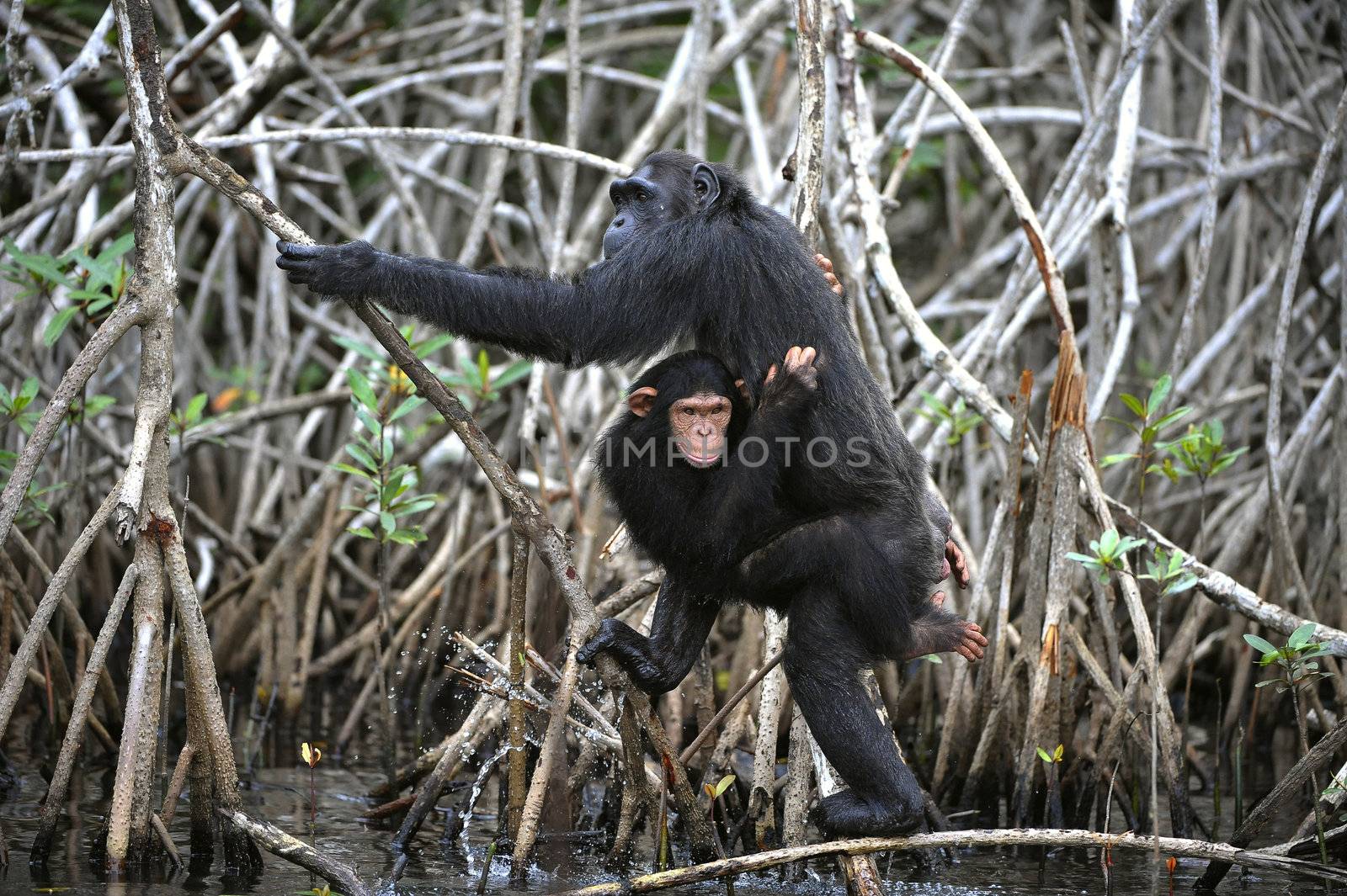 Chimpanzee with a cub. The chimpanzee with a cub on roots mangrove thickets