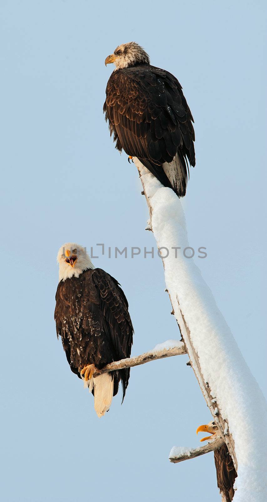 Two eagles ( Haliaeetus leucocephalus )  sit on the dried up tree