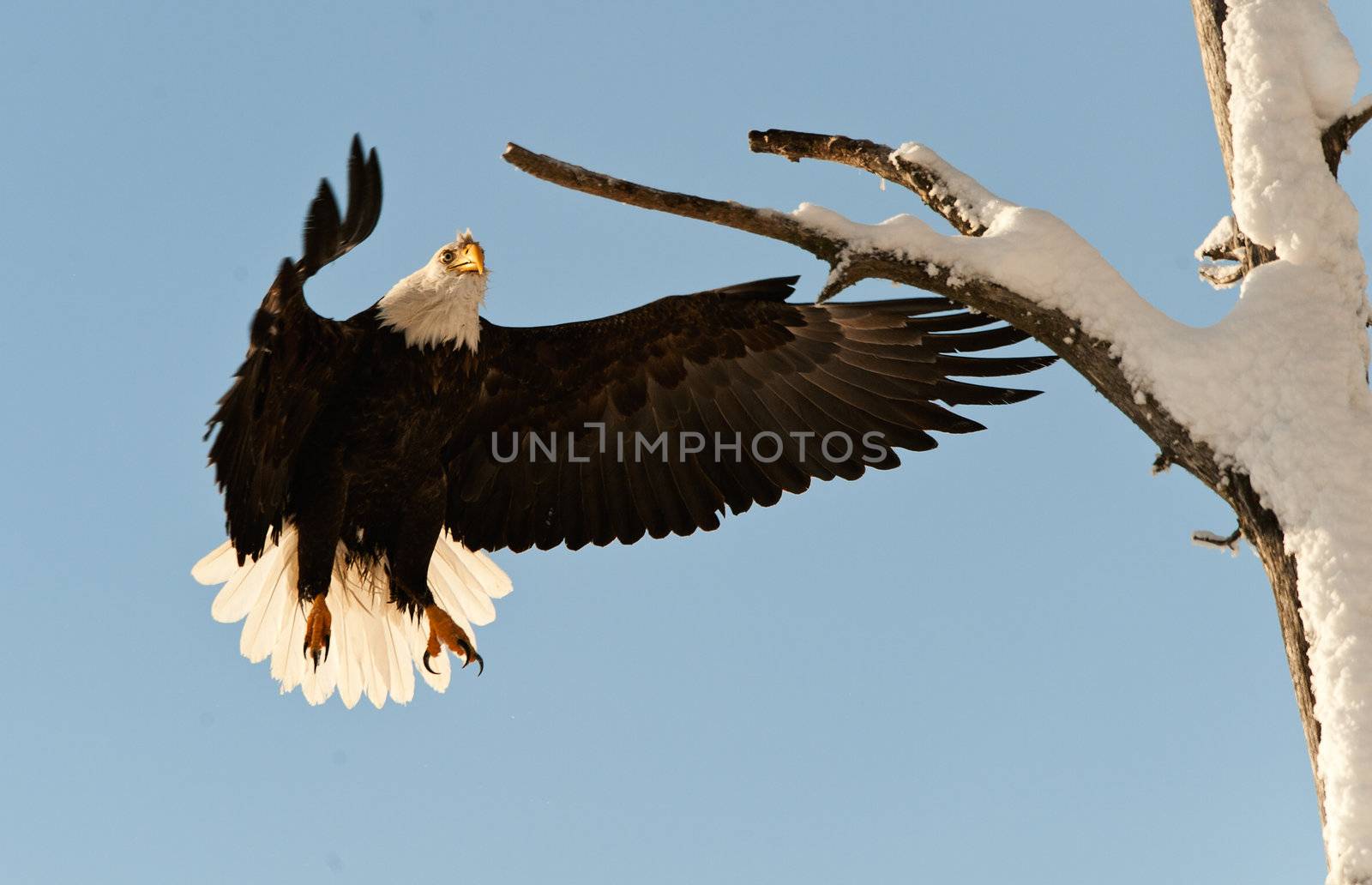 Landing of an eagle. An eagle flying on landing. Snow. Winter. Alaska. A bald eagle (Haliaeetus leucocephalus) Chilkat Bald Eagle Preserve in Southeast Alaska. 