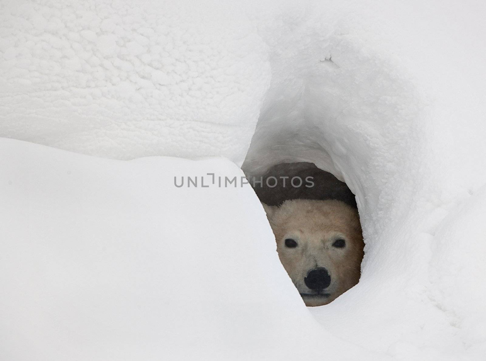 The polar bear looks out of a snow den