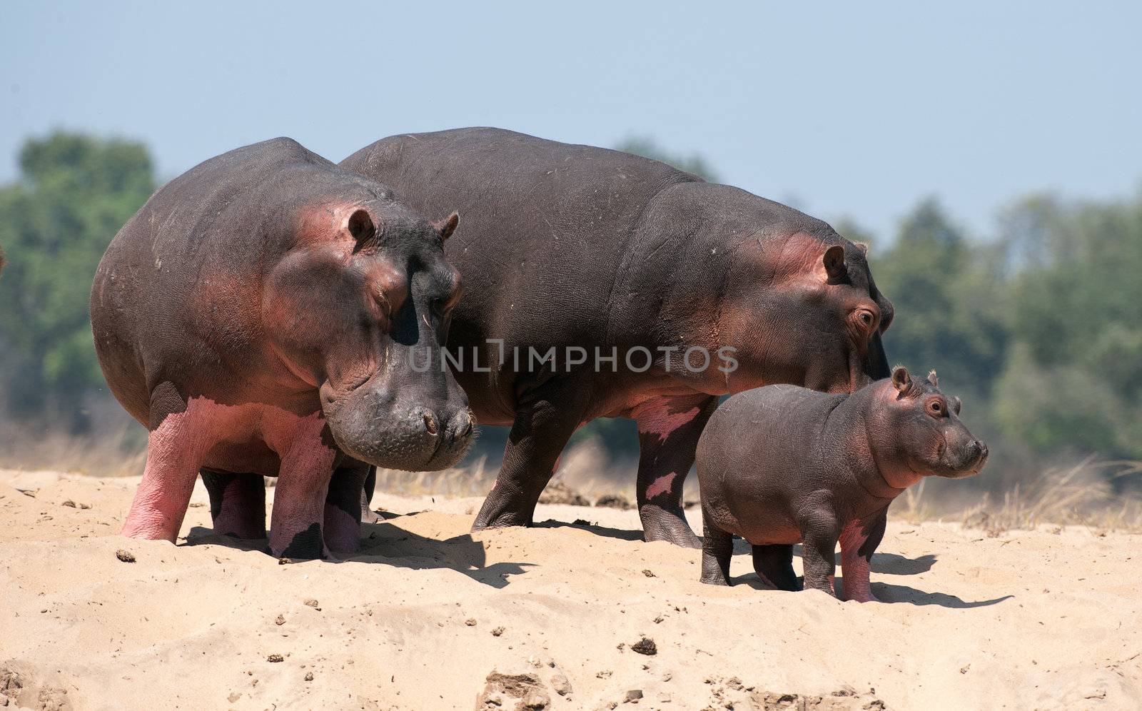 Family of hippopotamuses on sandy coast at the river. Zambia. Africa 