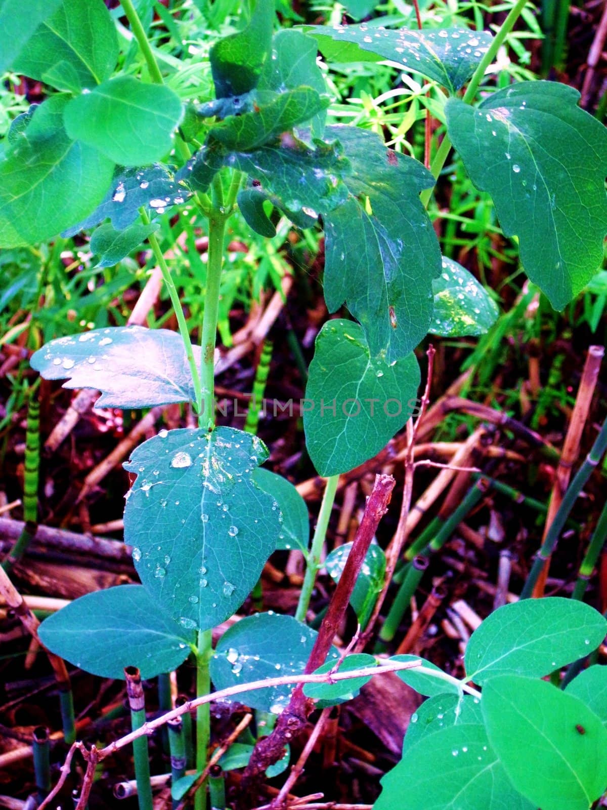 Dew covered green leaves.