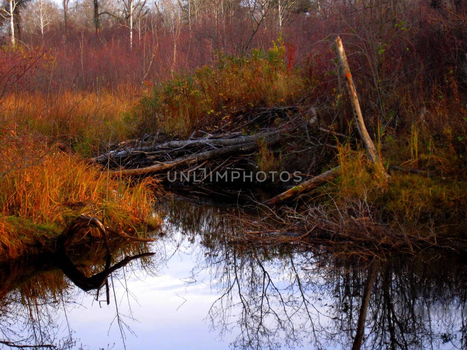 Beaver dam alongside a river.