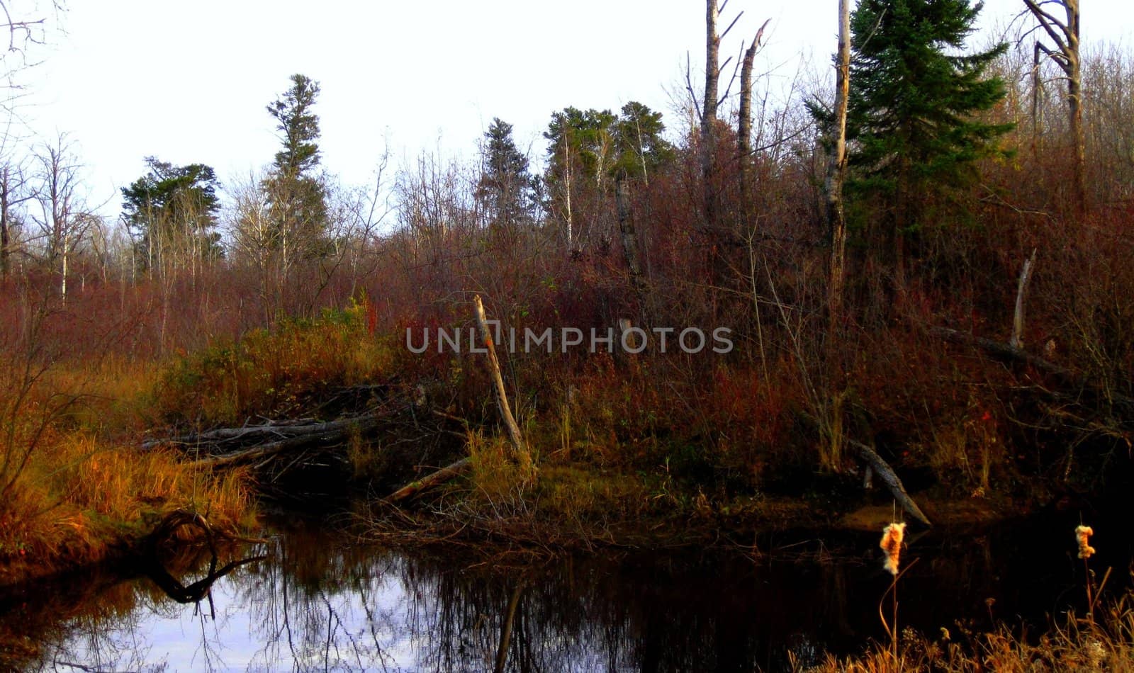 Beaver dam amongst an old coniferous forest.