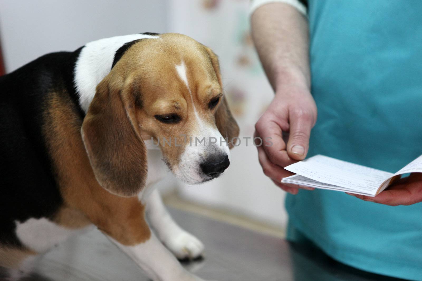 Dog at the vet in the surgery preparation room.
