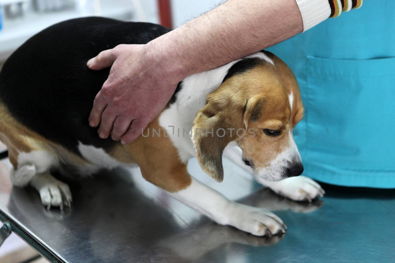 Dog at the vet in the surgery preparation room.