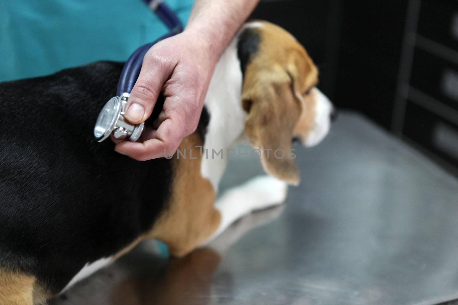 Dog at the vet in the surgery preparation room.