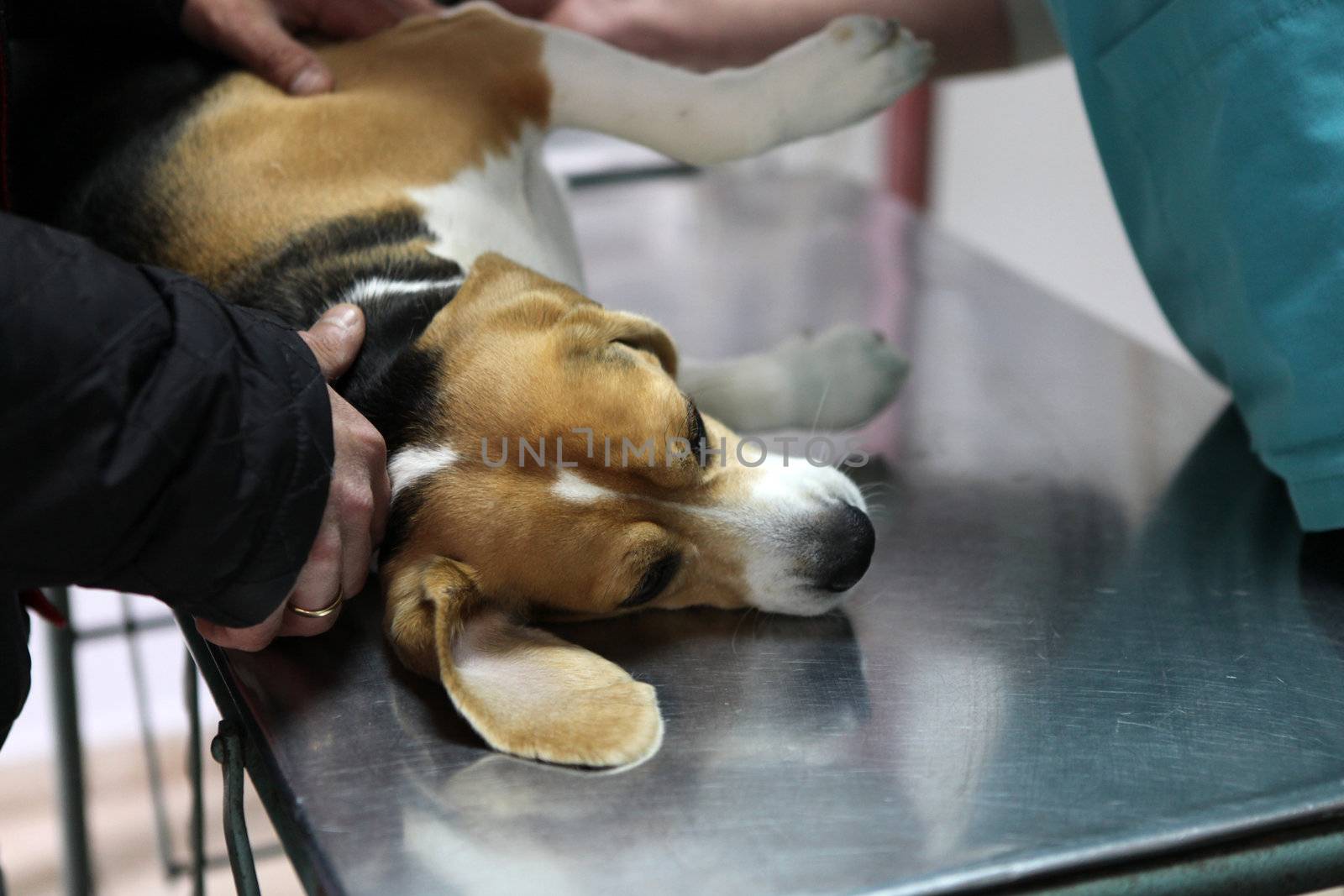 Dog at the vet in the surgery preparation room.