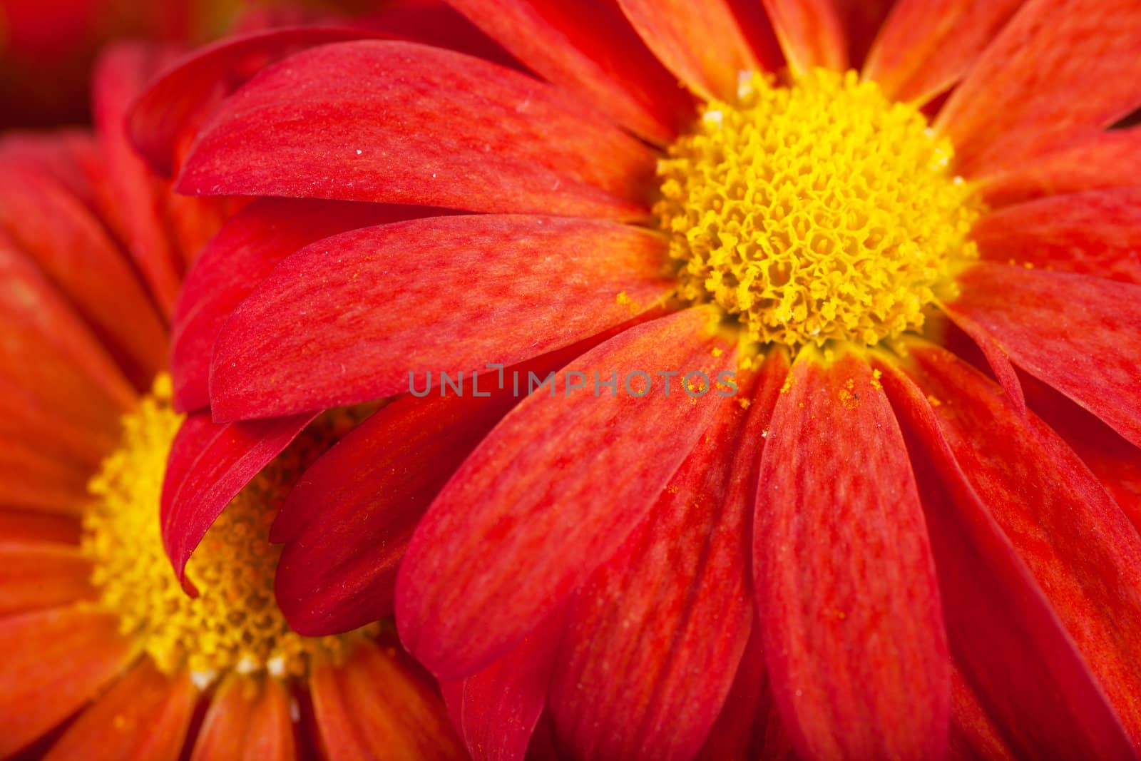 Macro view of red petals of daisy flower

