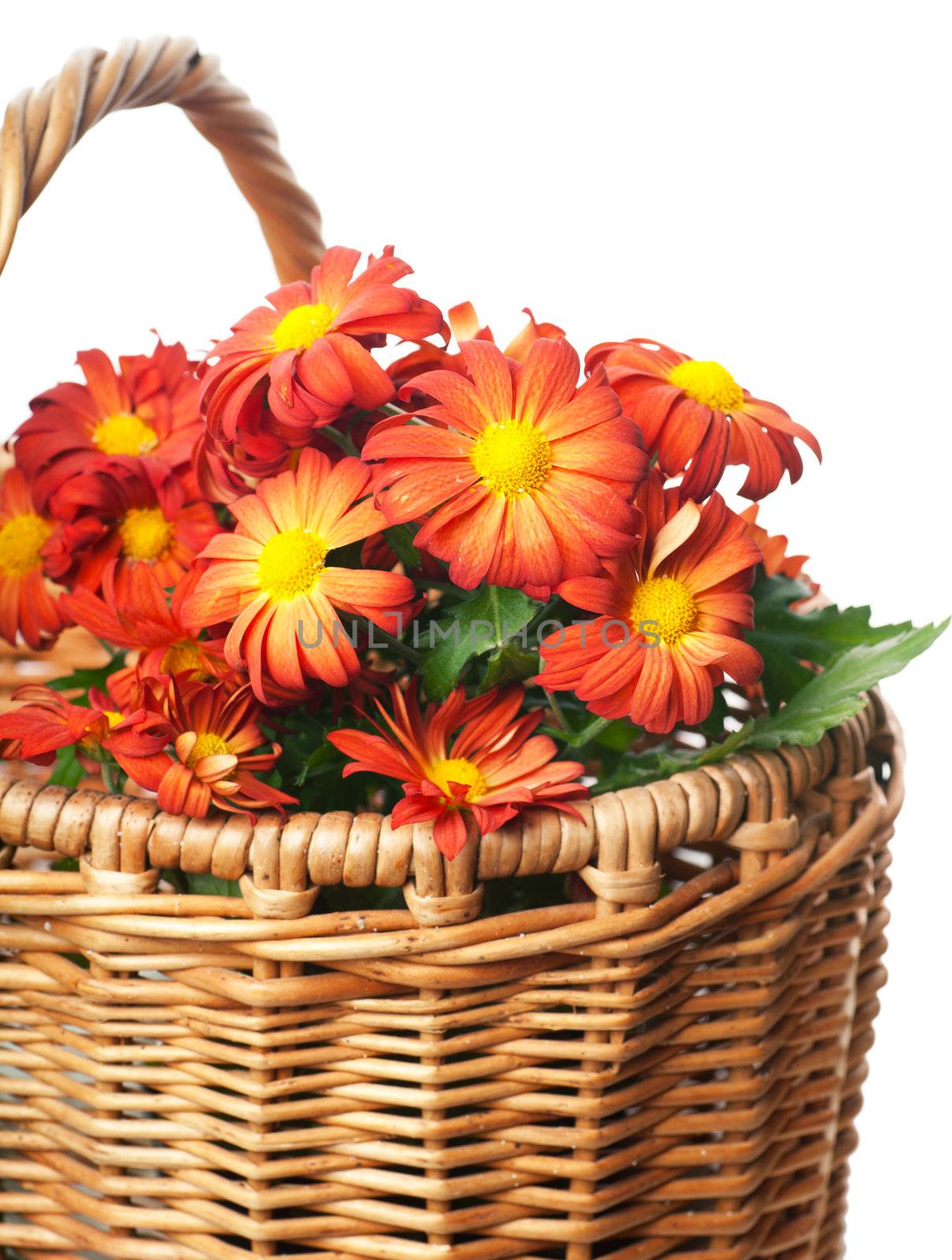 Chrysanthemum in a basket by AGorohov