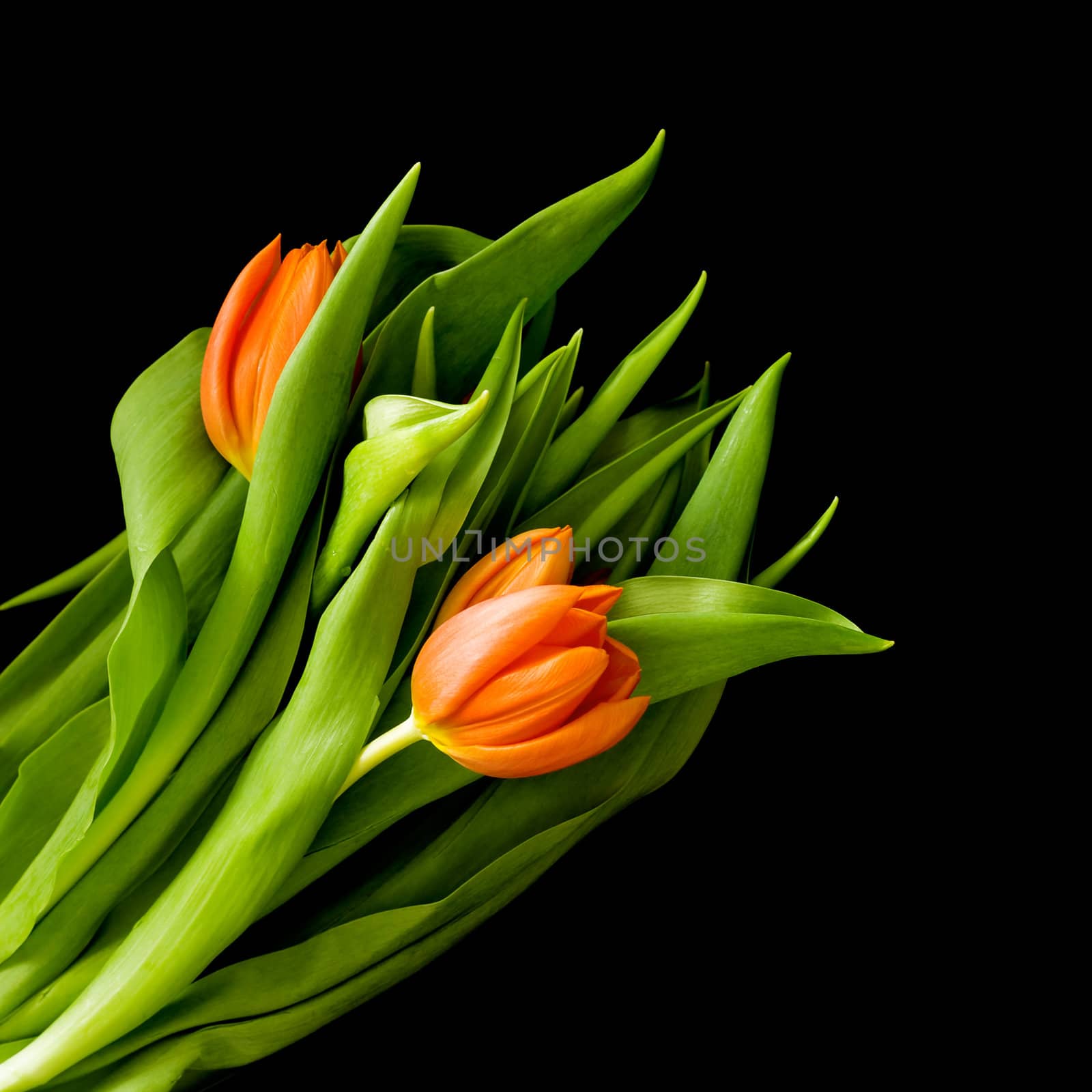 Beautiful red tulips isolated on a black background