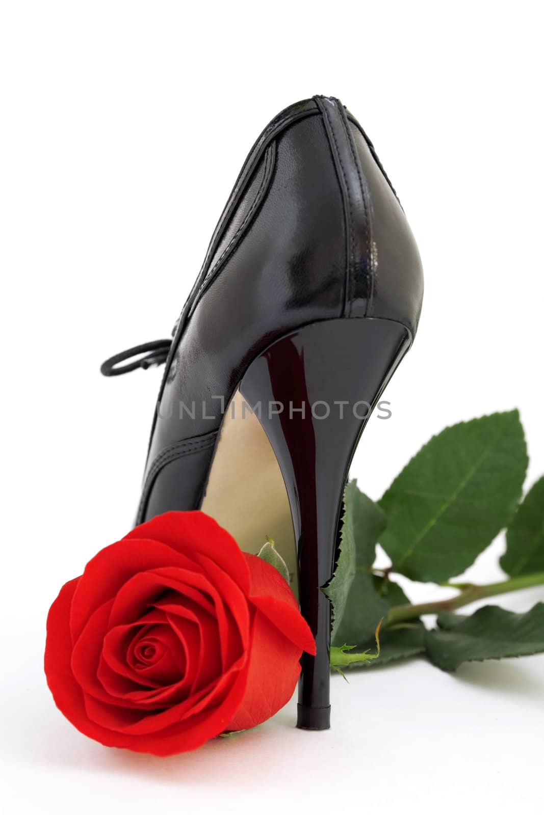 Red rose and a black shoe on a white background