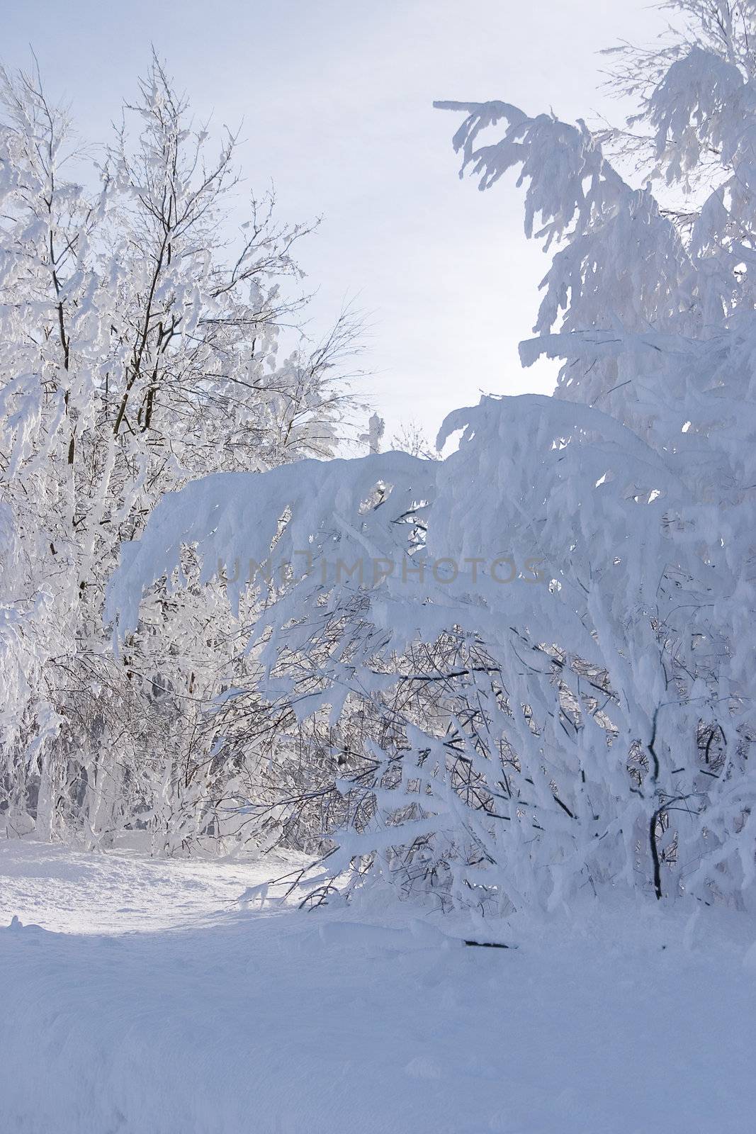 snowed and the frozen trees in forest in a sunny winter day