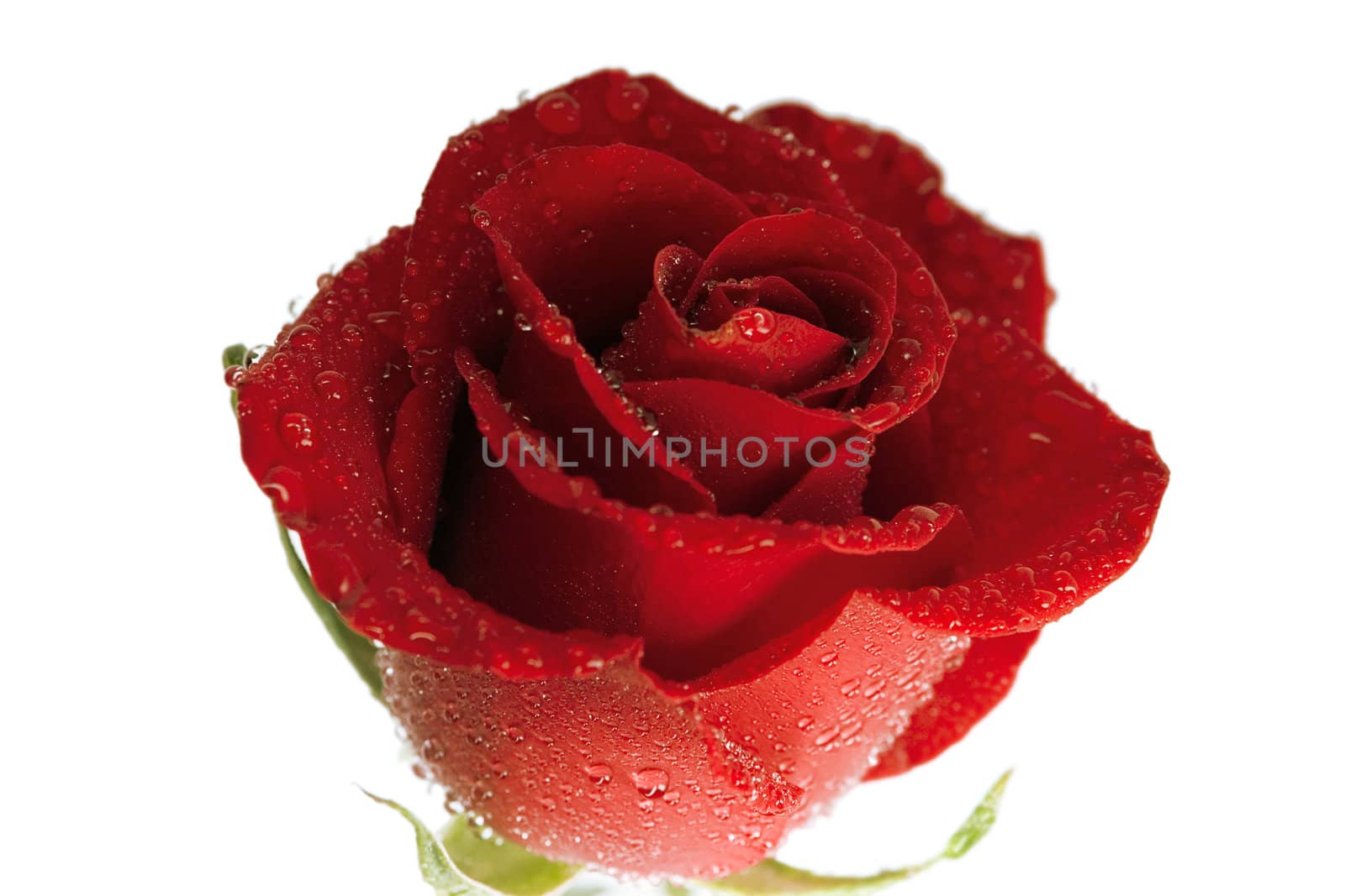 fresh scarlet rose in the drops of dew on a white background