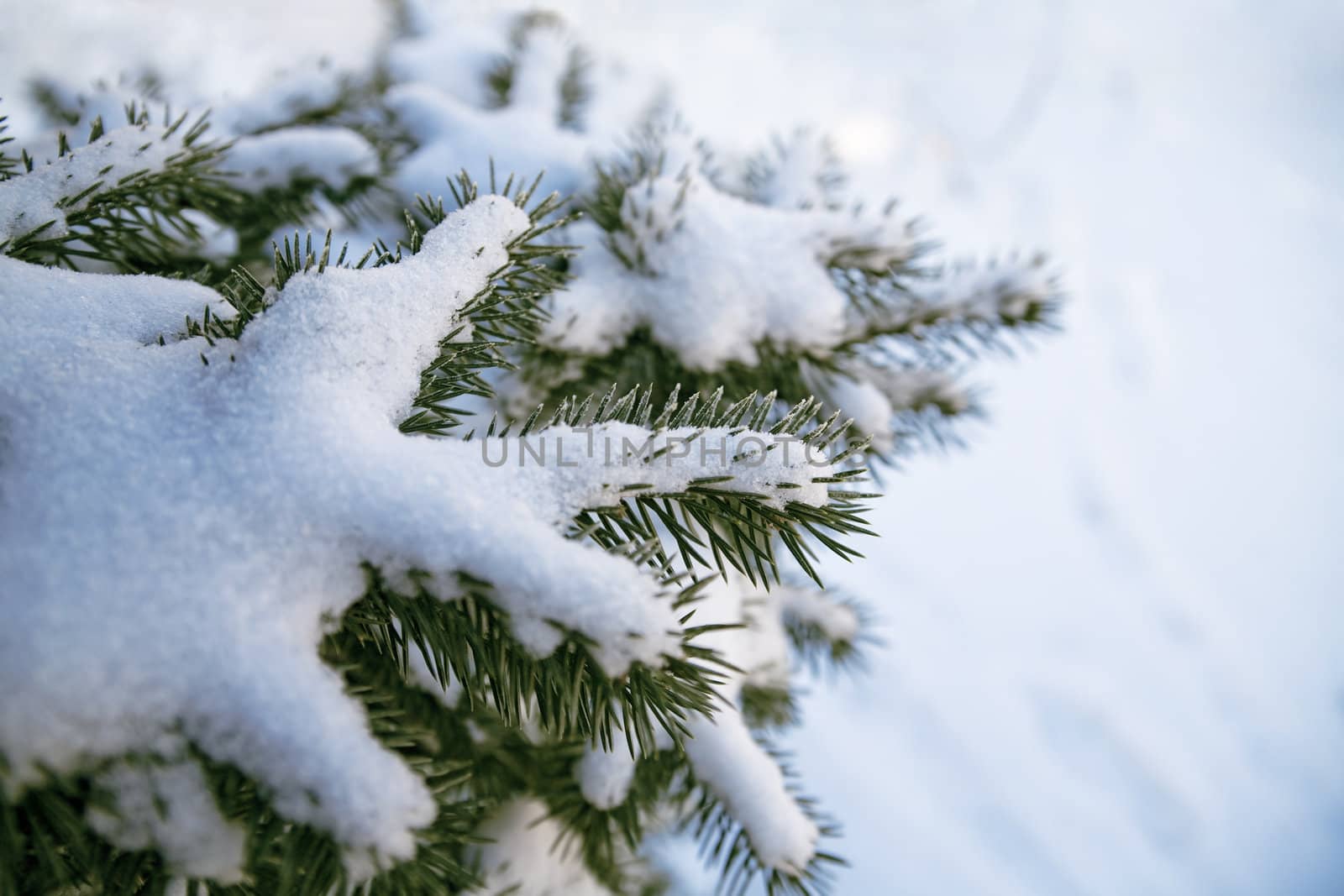 Evergreen fur-tree covered by a snow on the eve of Christmas