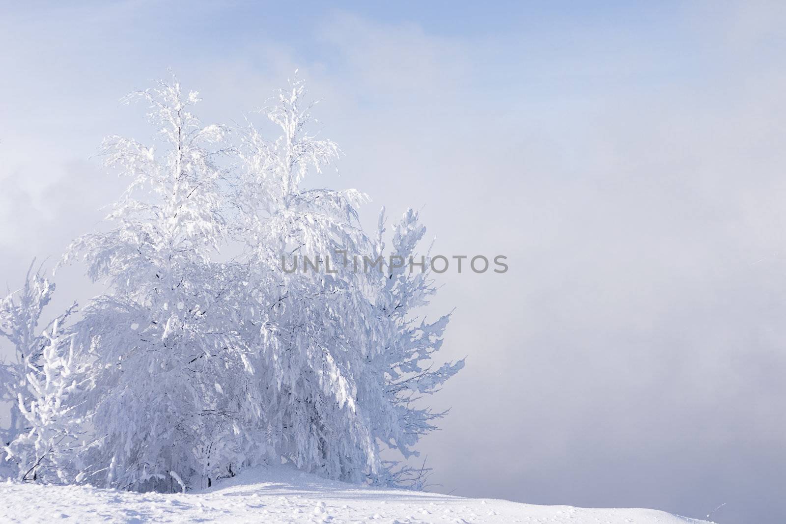 snowed and the frozen lonely trees costing in a snowdrift on a background of a fog and the blue sky