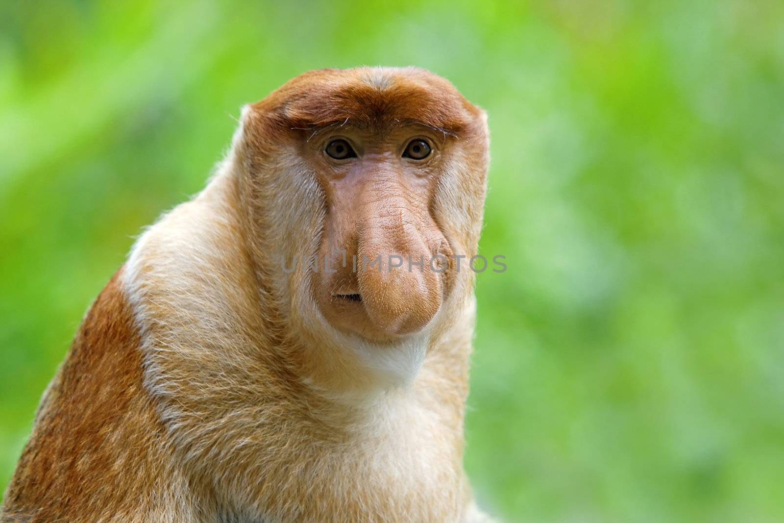 Proboscis monkey in the mangrove, Kota Kinabalu