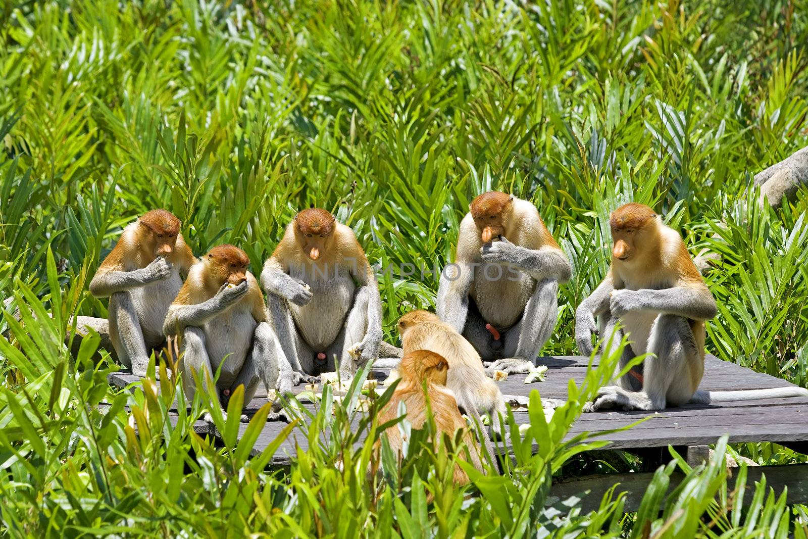 Proboscis monkeys eating in the mangrove, Kota Kinabalu