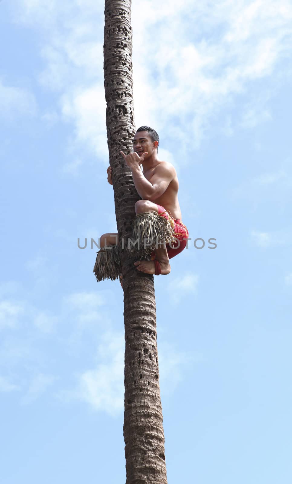 Climbing coconut tree at Polynesian Cultural Center in Oahu Hawaii