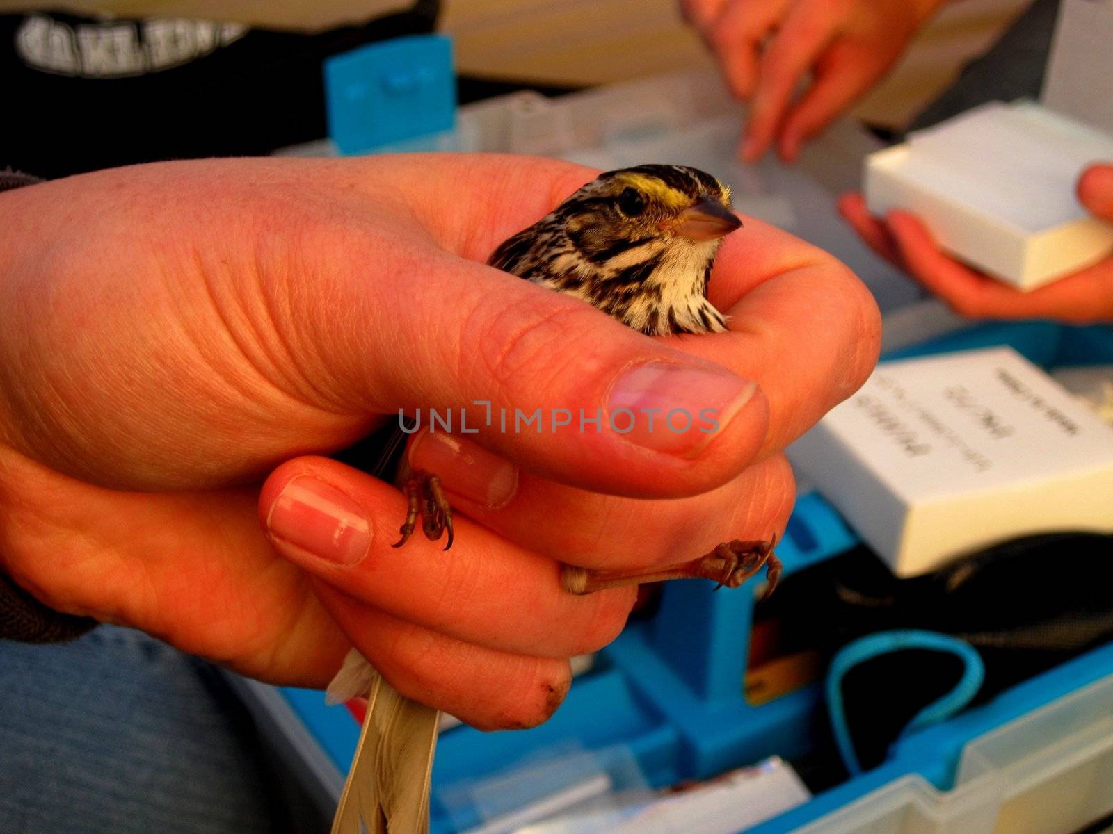 Savannah Sparrow (Passerculus sandwichensis) examination.
