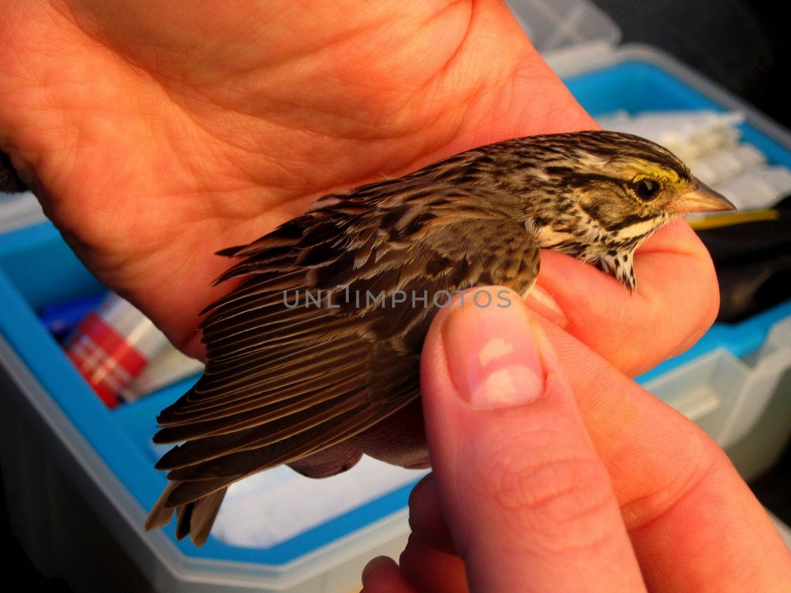 Savannah Sparrow (Passerculus sandwichensis) wing examination.