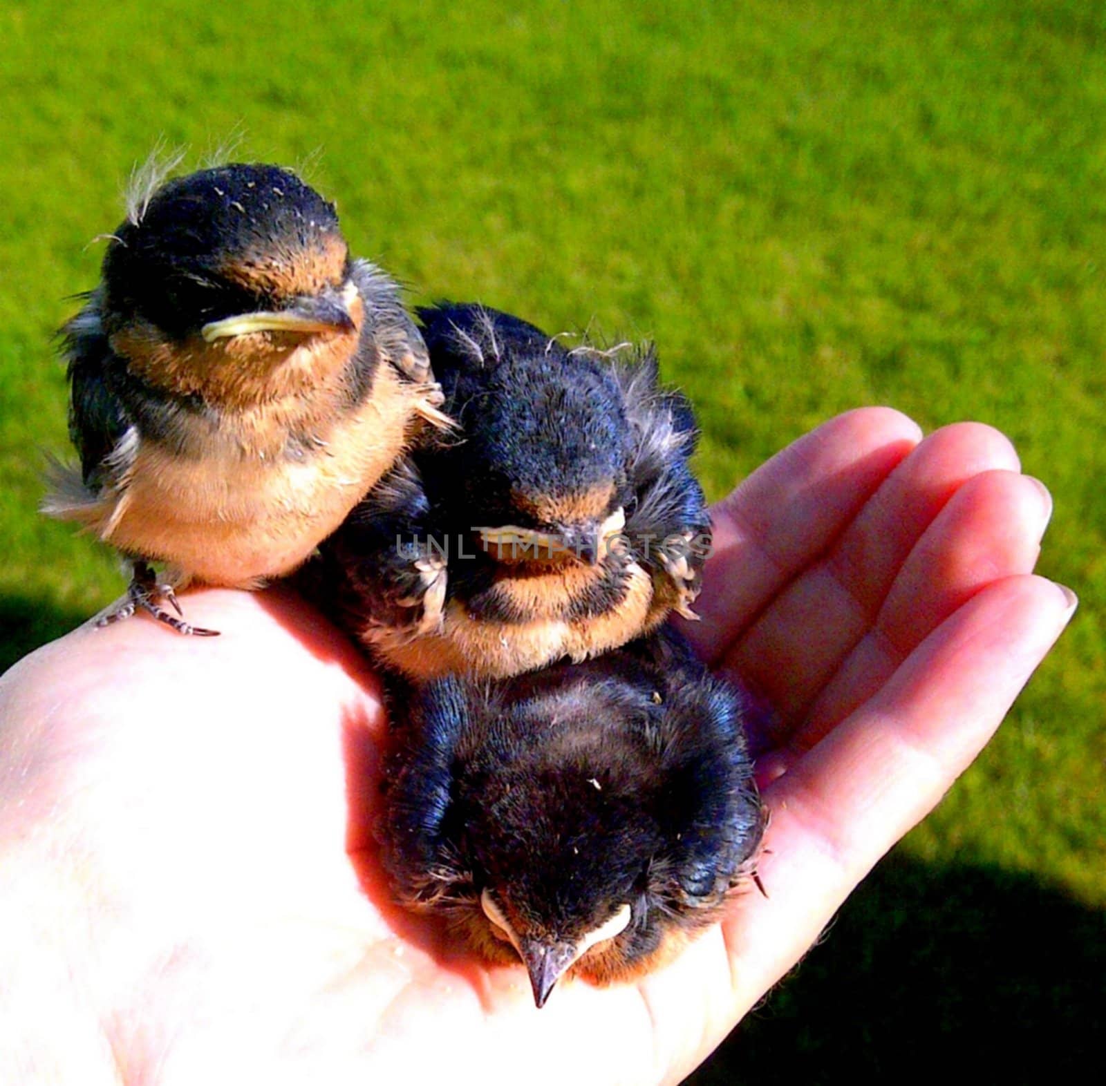 A hand holding orphaned baby Barn Swallows (Hirundo rustica).