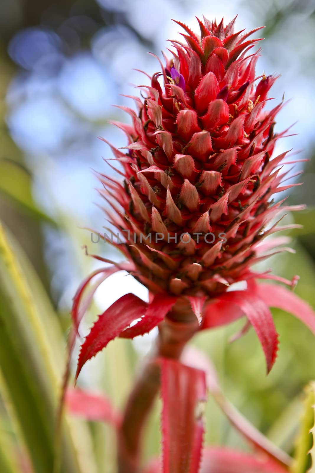 Red Pineapple plant found on the Island of Oahu Hawaii.  