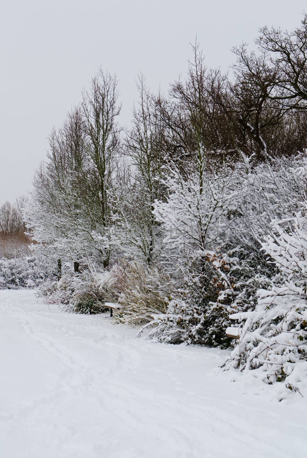 A row of trees next to a footpath covered with snow