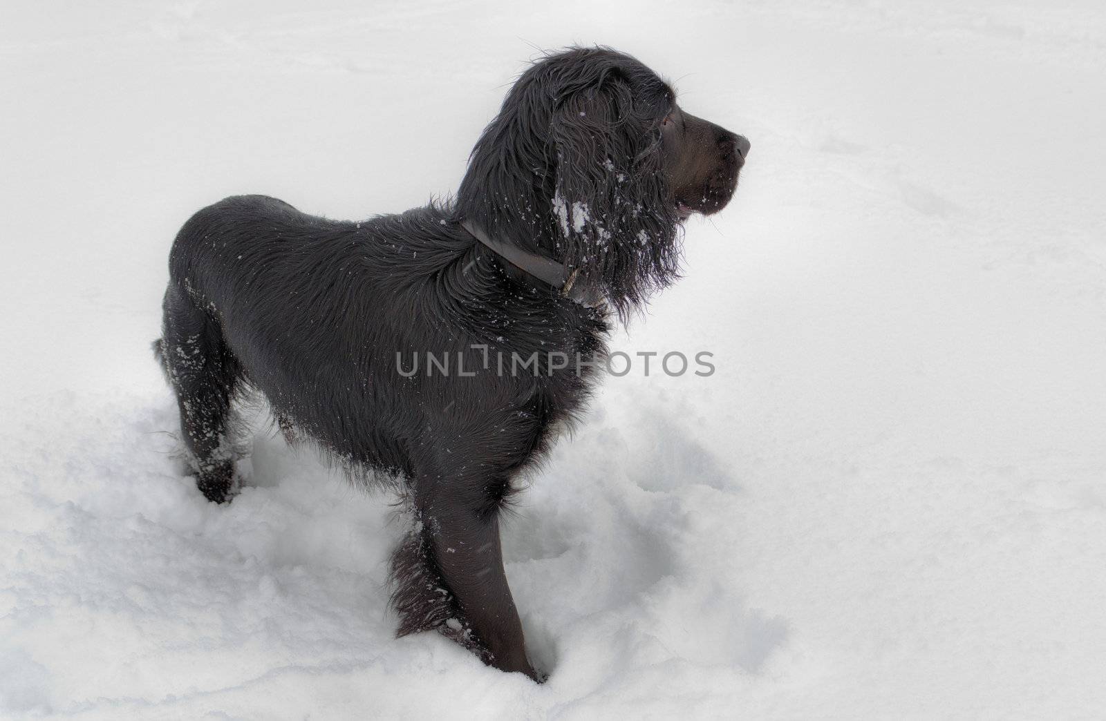 A black working cocker spaniel standing in a snow covered field