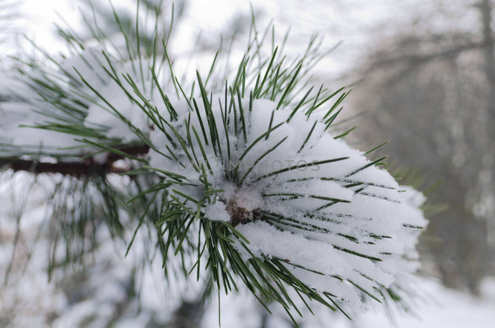 Pine tree needles covered in Snow
