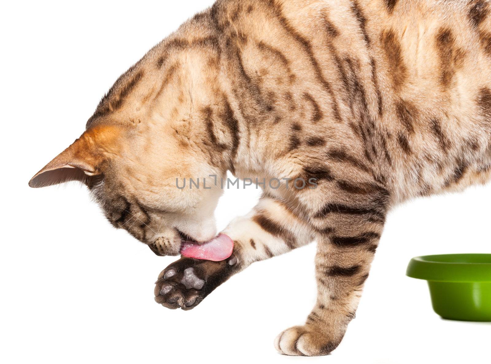 Isolated bengal kitten licking its paw after eating food from green bowl