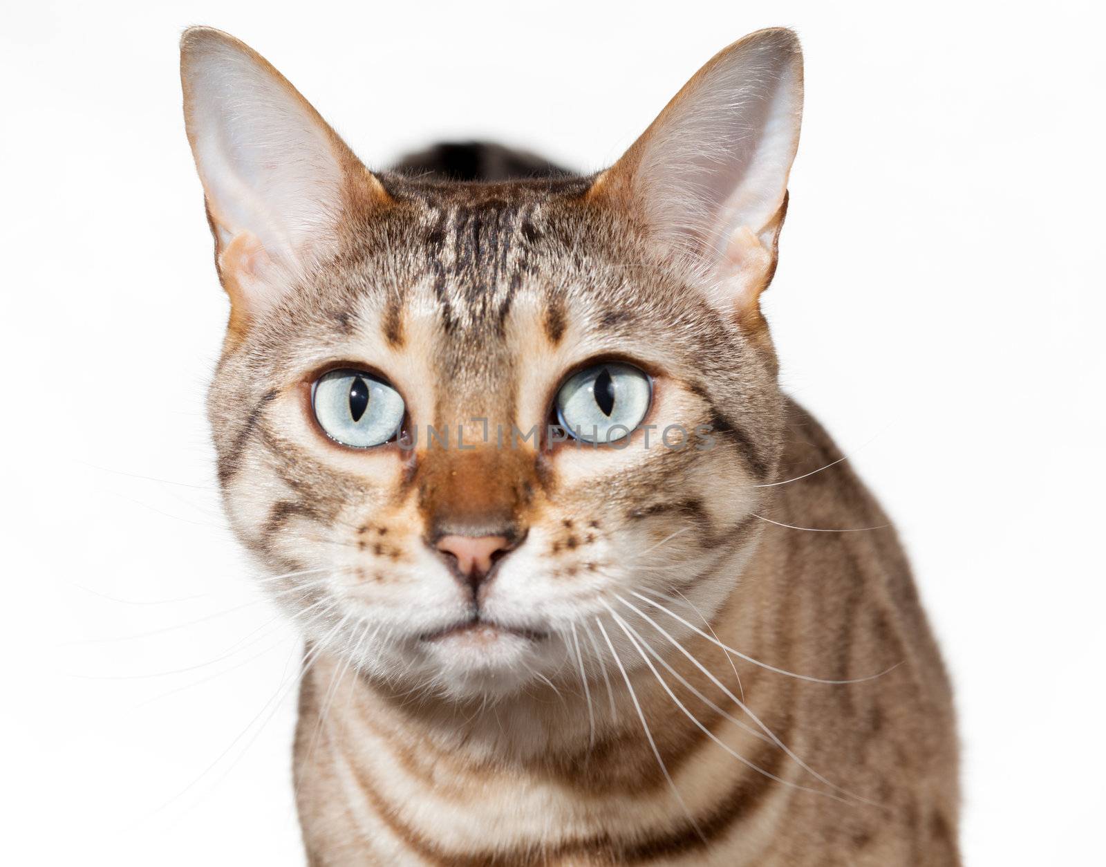 Bengal cat staring straight at camera with shocked or stunned expression