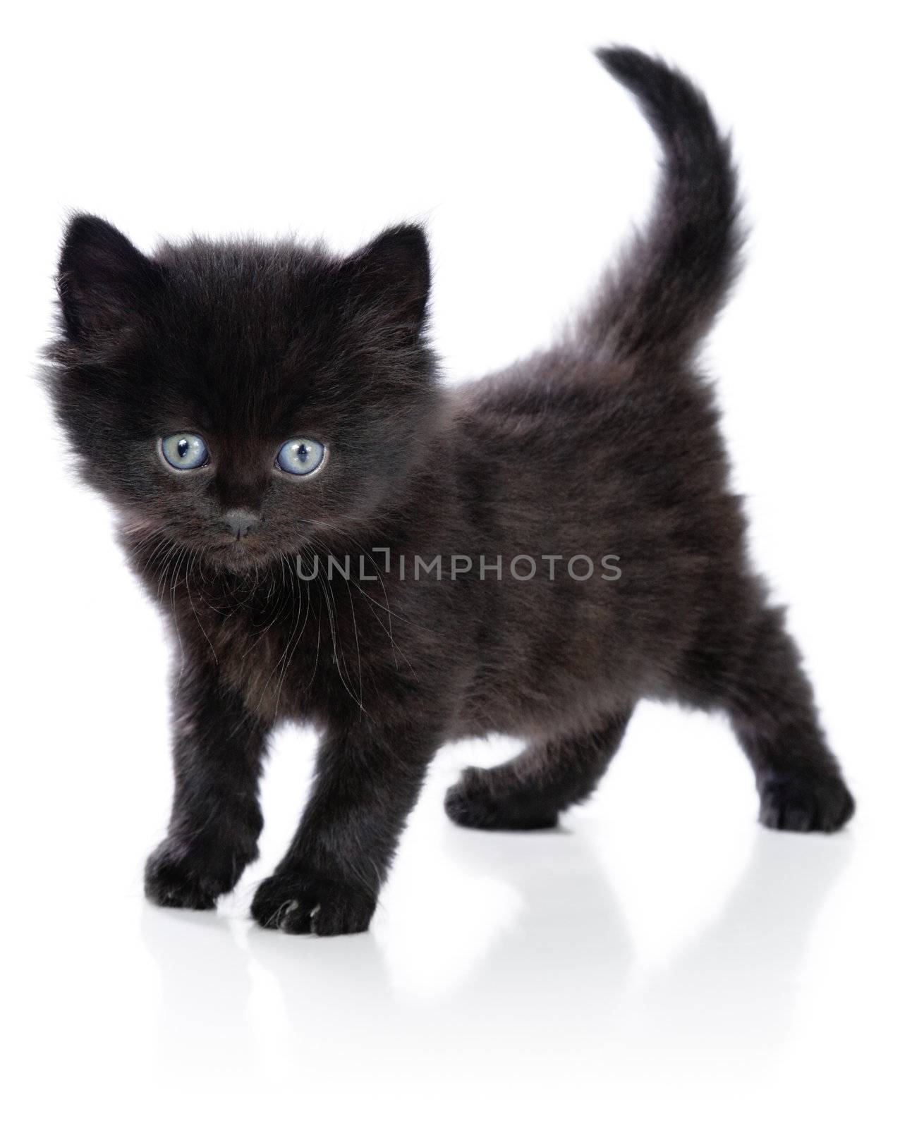 Black little kitten standing up on a white background