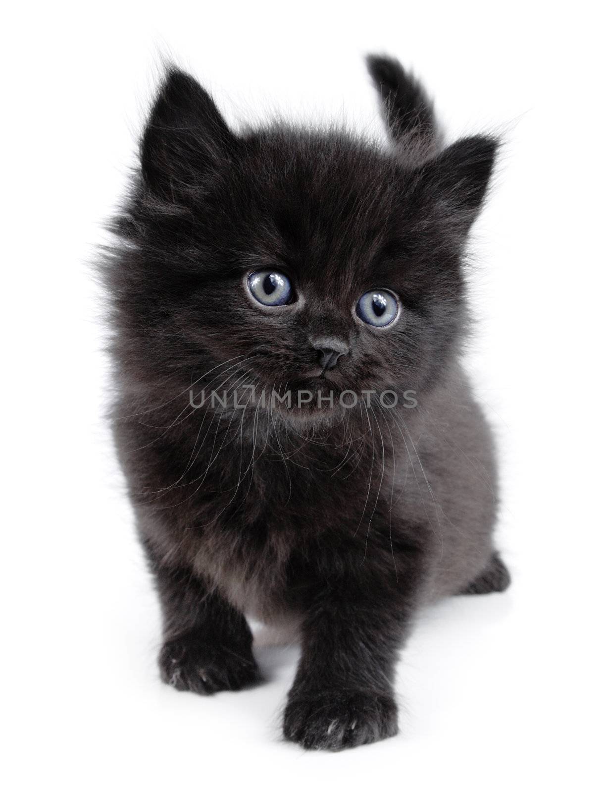 Black little kitten walking by BartKowski