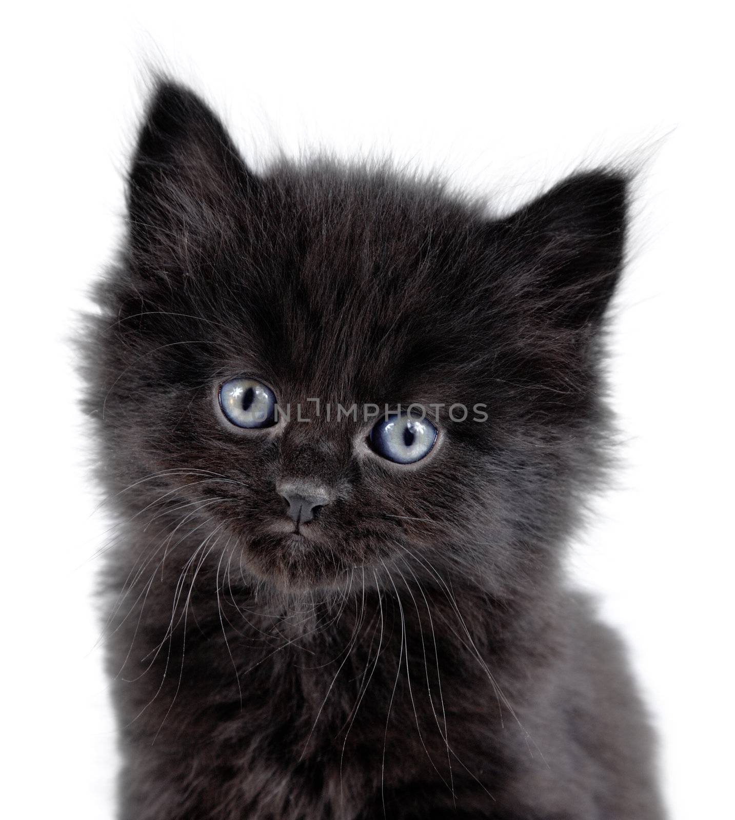 close-up of a black little kitten sitting down on a white background