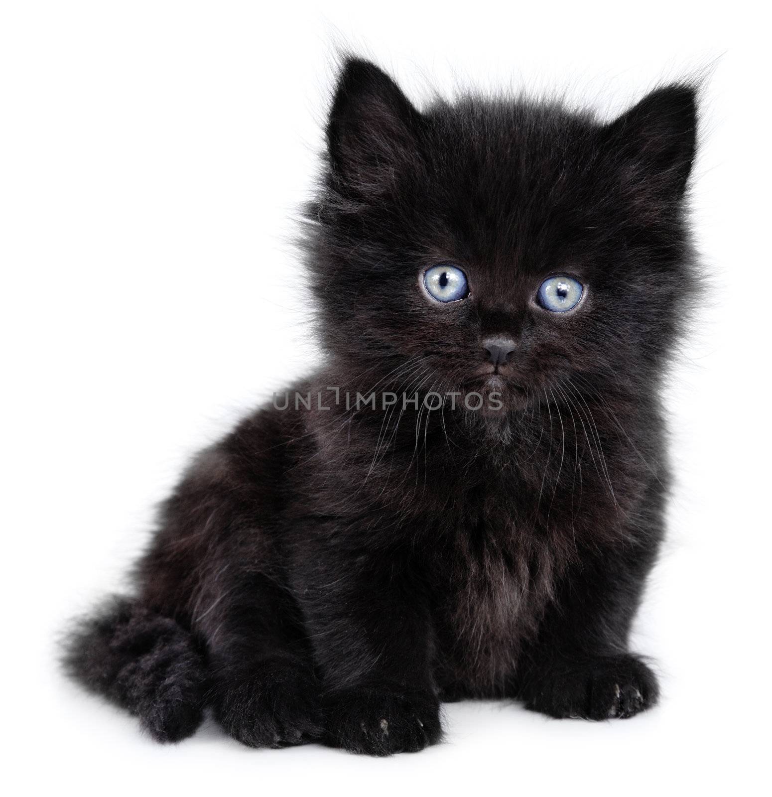 Black little kitten sitting down on a white background