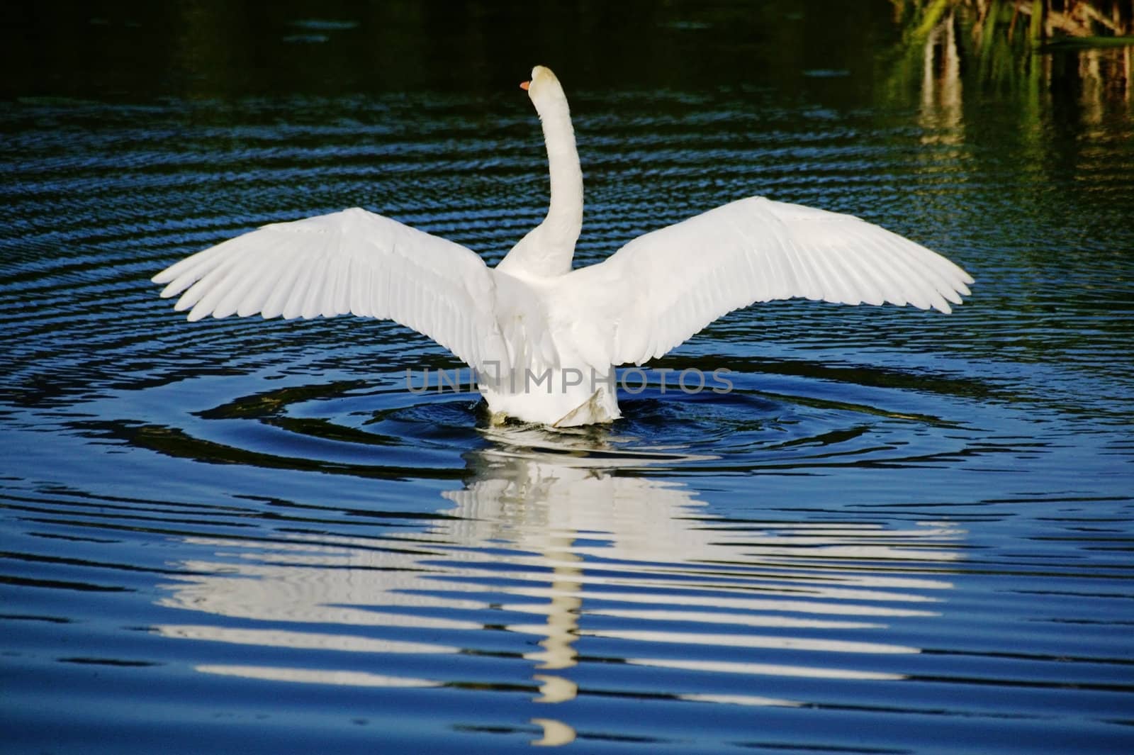 A white swan stretching it's wings in a pond