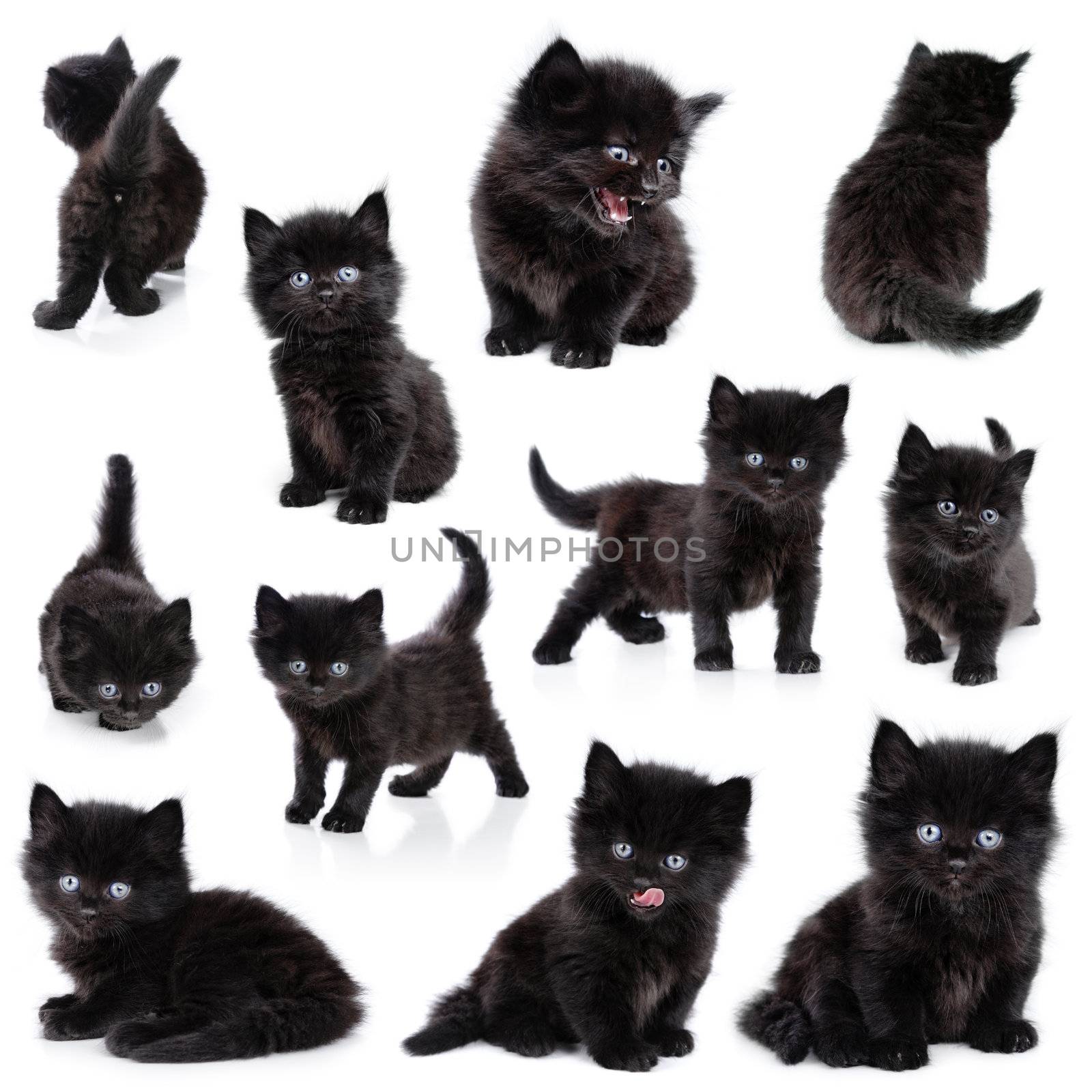 Collection of the same black little kitten on white background