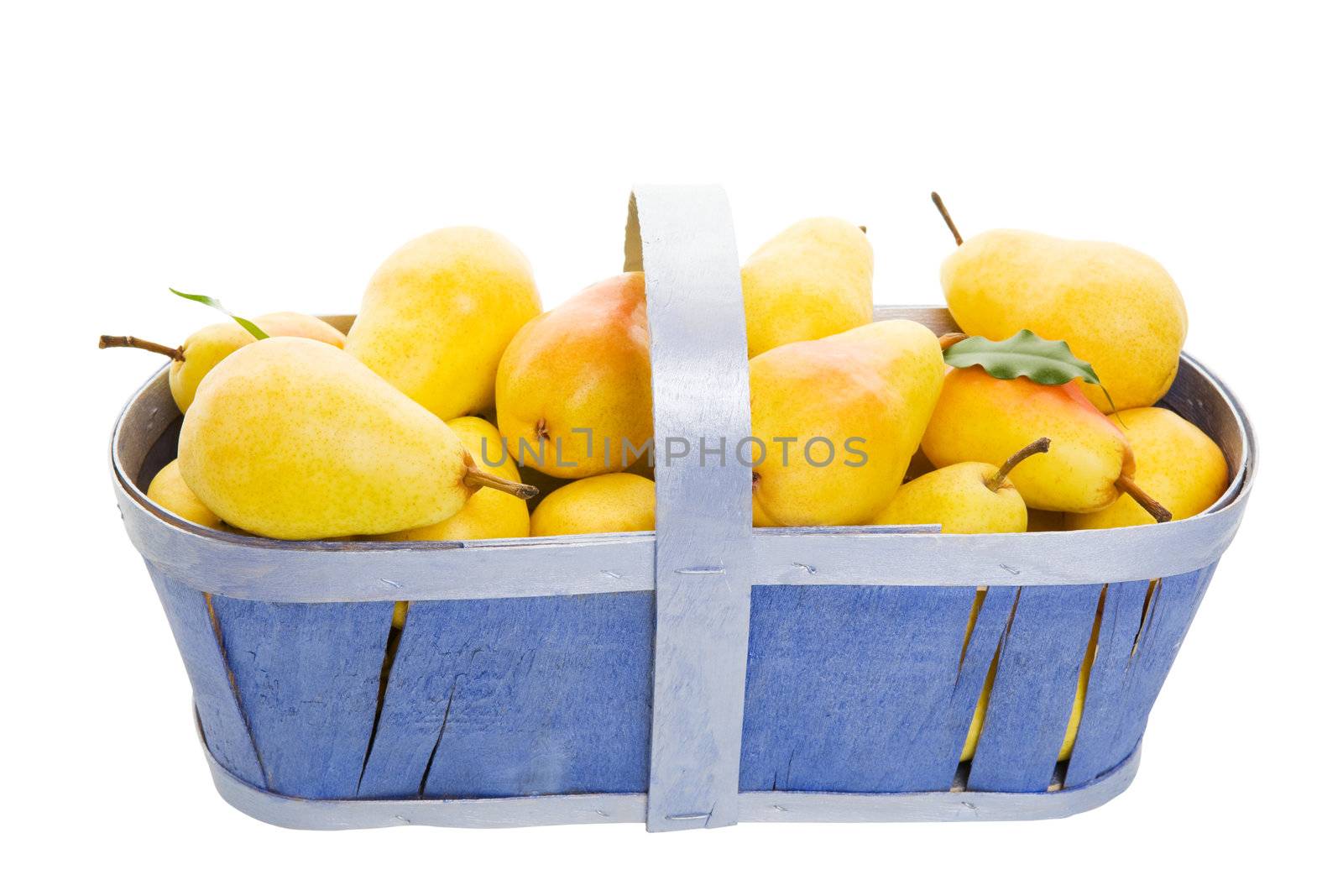 Freshly picked Bartlett pears in a periwinkle blue basket.  
