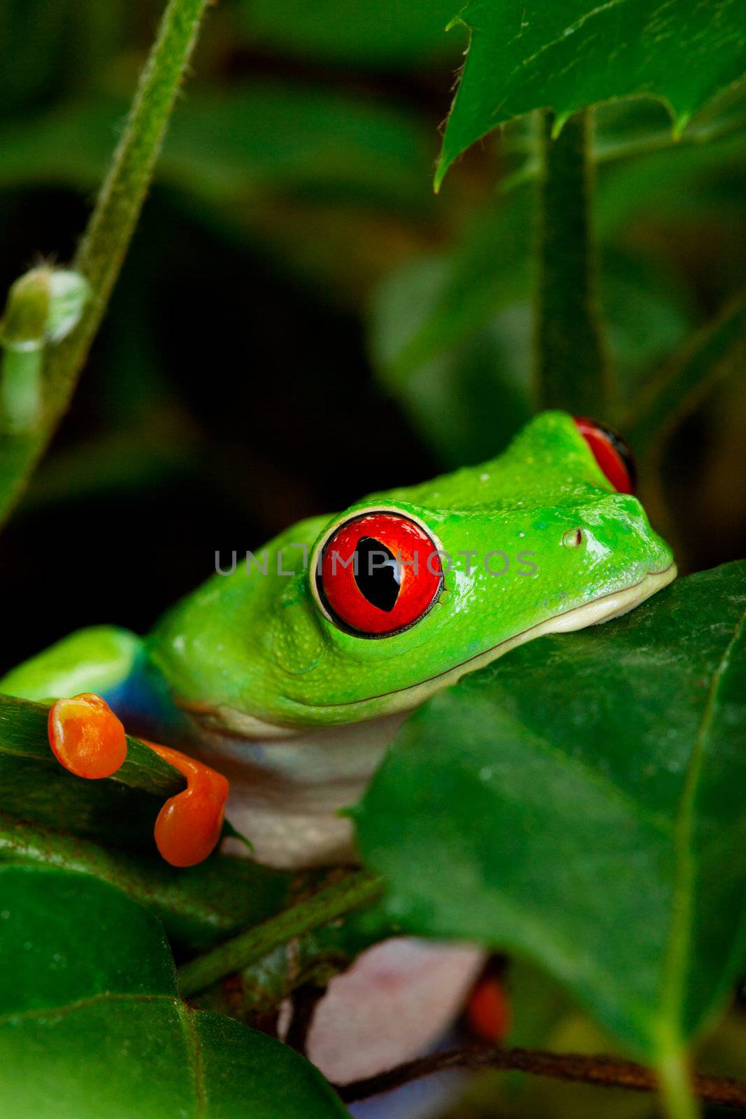 Red Eyed Tree Frog Closeup by songbird839