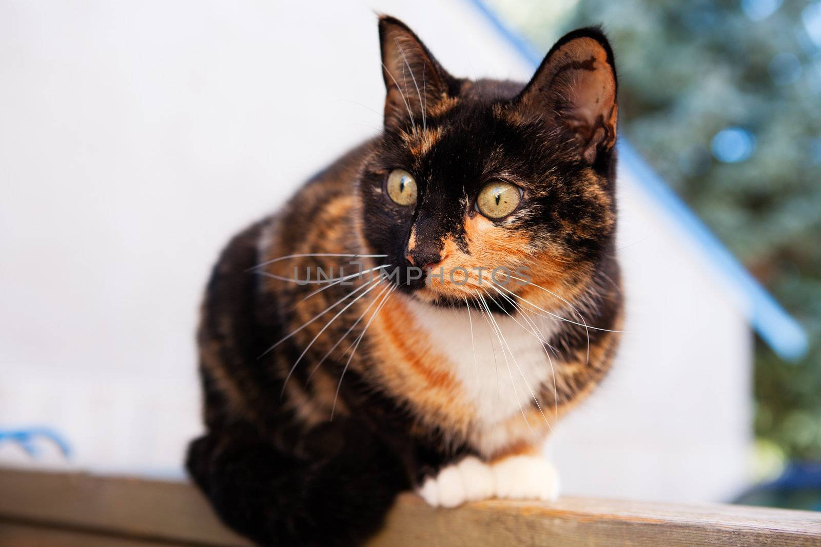 A beautiful, Calico cat sitting on a fence.  Shallow depth of field.