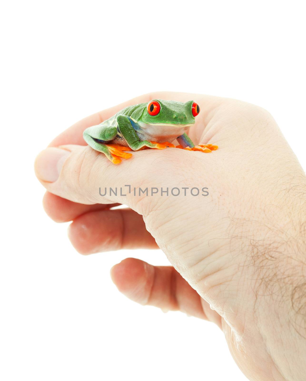A pet Red-Eyed Tree Frog perched on a man's hand.  Shot on white background.
