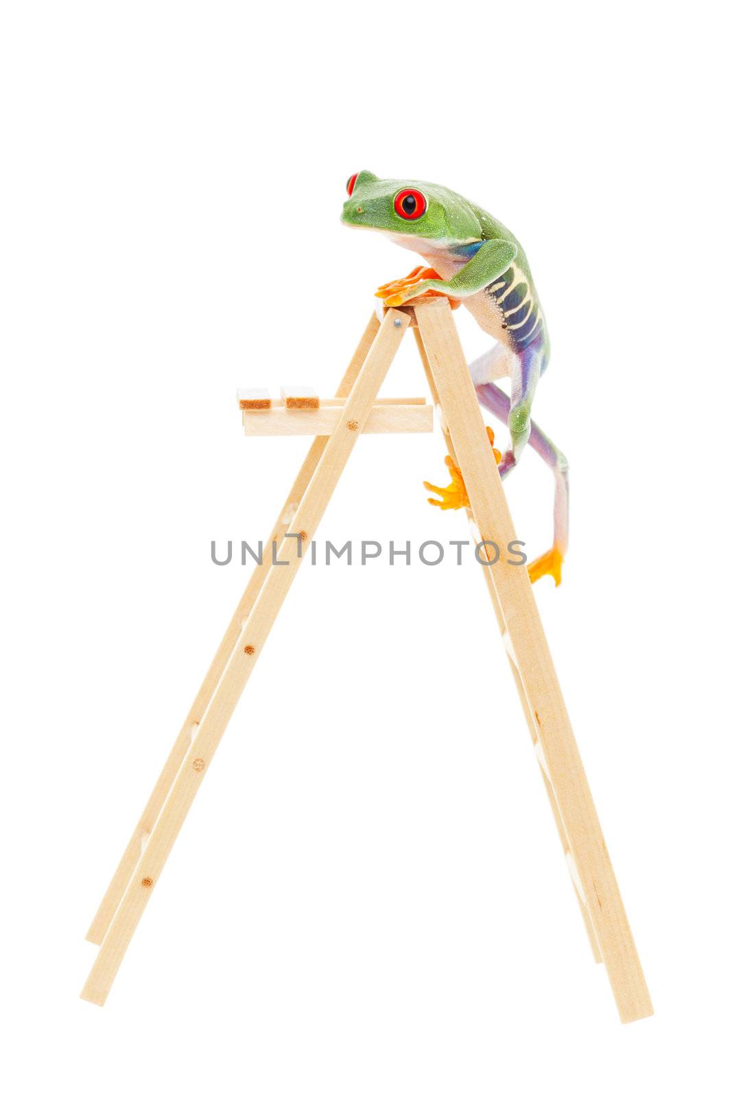 A red-eyed tree frog climbing to the top of the ladder.  Conceptual image to illustrate success, promotion, advancement.  Also pet shop or zoo under construction or expansion.  Shot on white background.