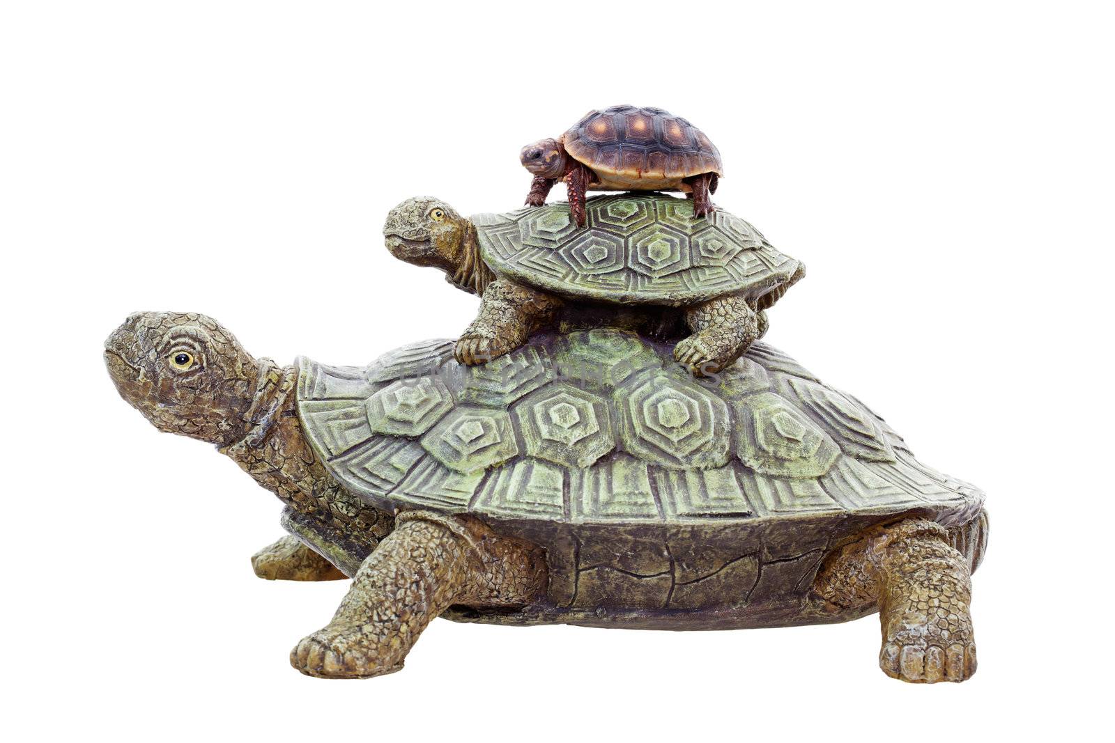 A 4 year-old tortoise on top of an ornamental stack of turtles.  Shot on white background.