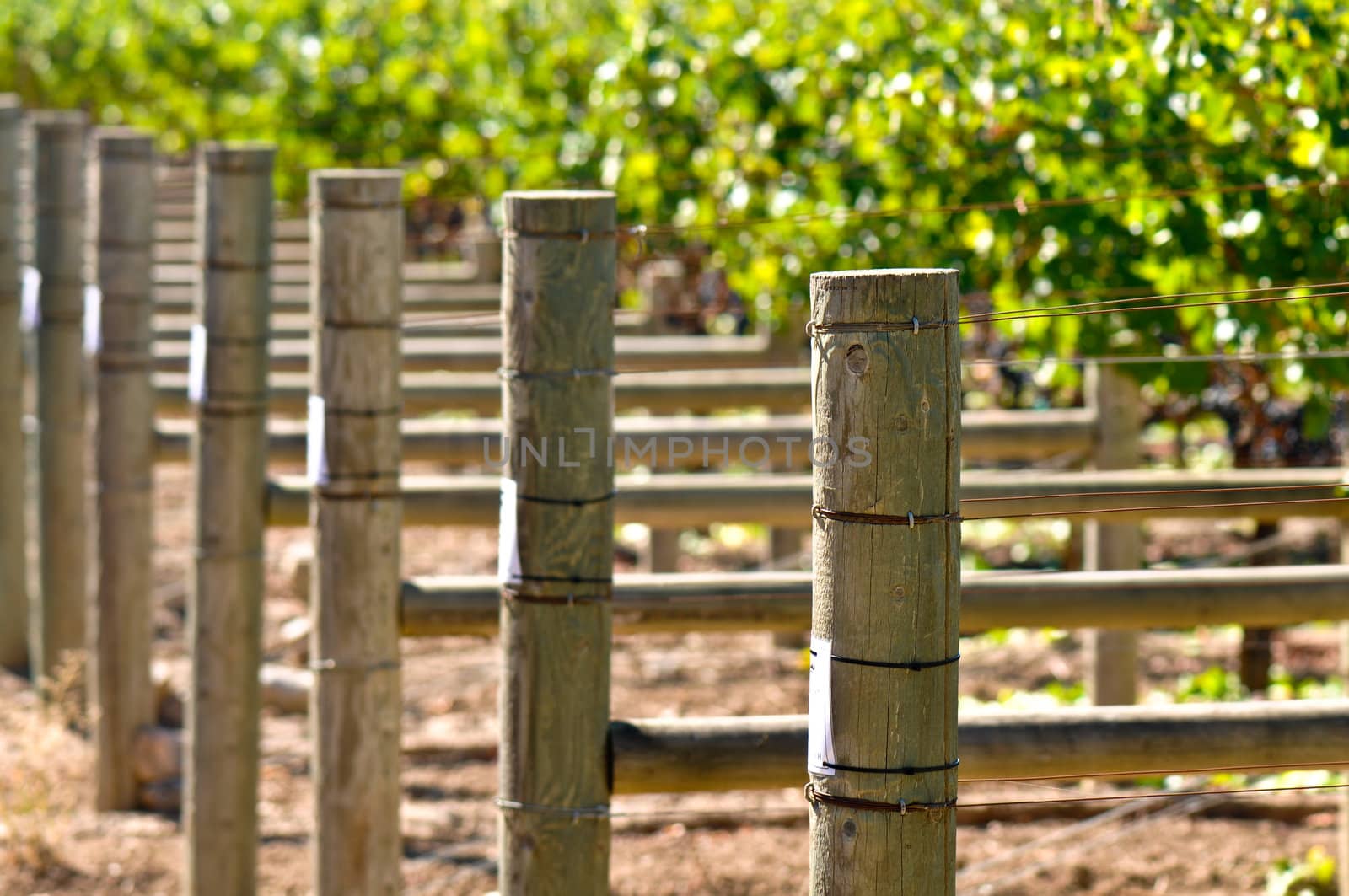 Grapes on the Vine