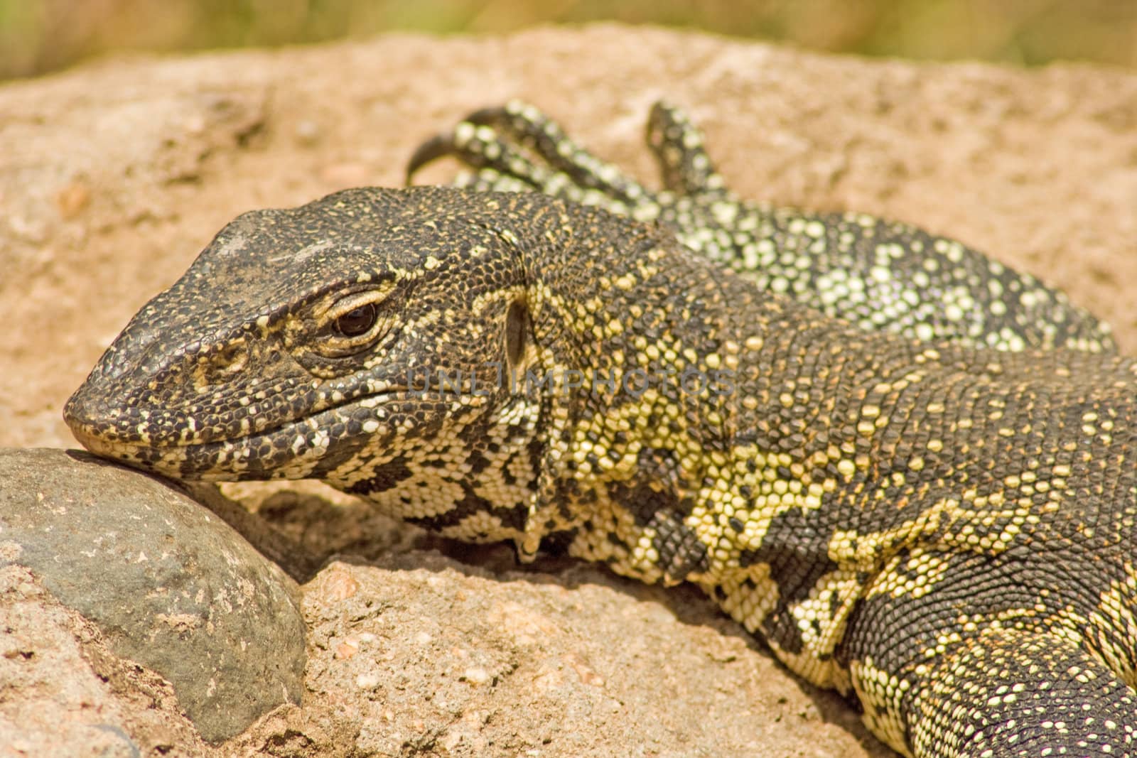 Nile Monitor (Varanus niloticus) photographed in Kruger National Park, South Africa.