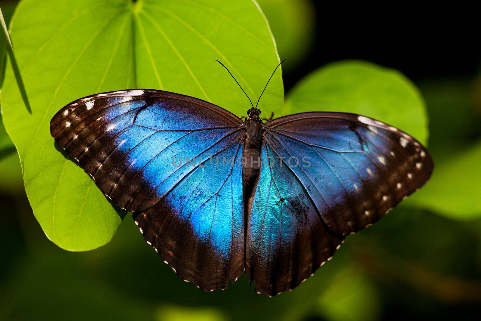 A beautiful blue morpho butterly perched on a leaf.