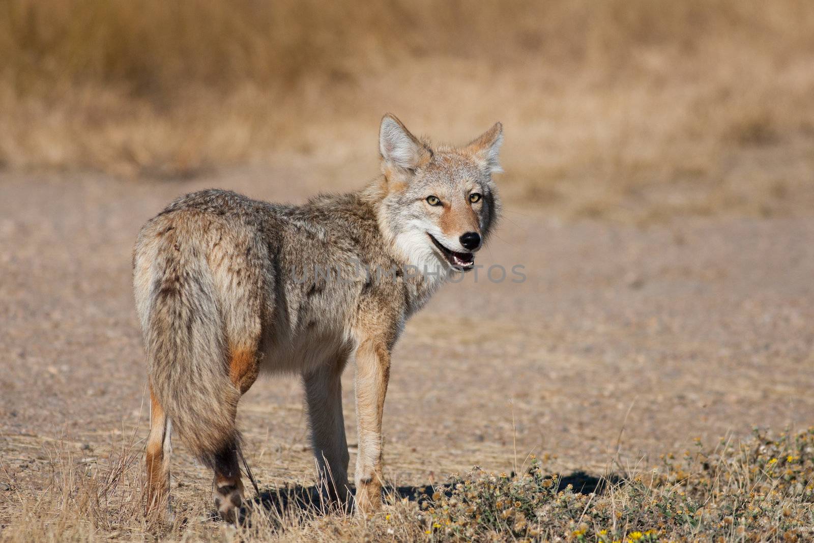 Wild Coyote by songbird839