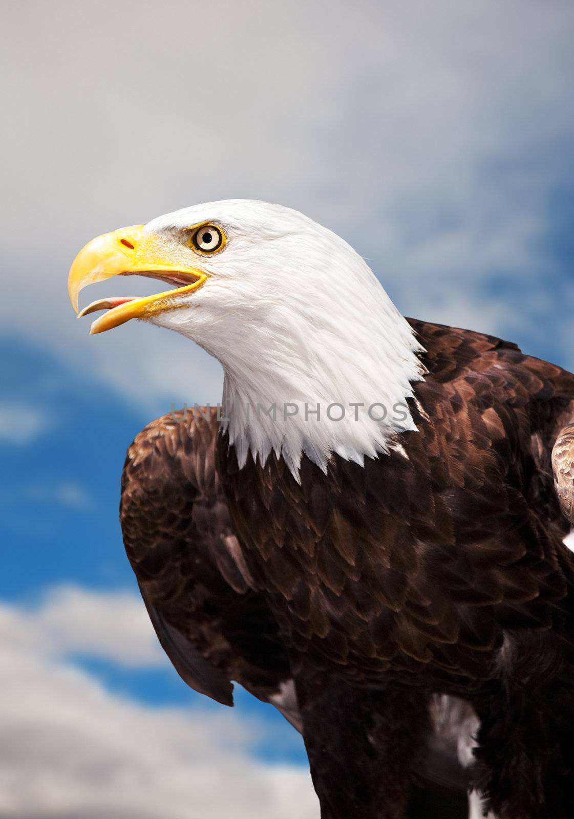A Bald Eagle against a cloudy sky.